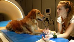 Dogs Can Tell When You Don’t Really Mean What You Say