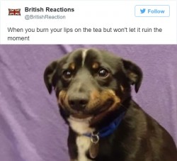 15 Hilarious Tweets That Capture What It Means To Be British Perfectly – ViralSlot