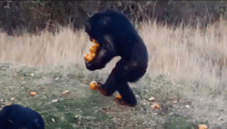 The secret to carrying all the oranges﻿