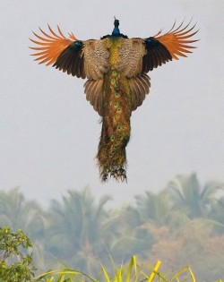 Rare Photo of a flying peacock.﻿