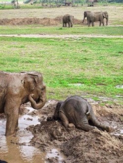 I’m never drinking again
