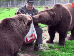 All bears love grapes