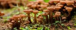 BBC – Earth – The largest living thing on Earth is a humongous fungus