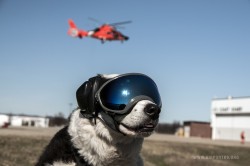 Airport security dog