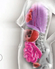 How a woman’s internal organs move when she’s pregnant