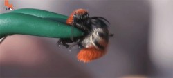 Man Lets Himself Get Stung by One of the Biggest Assholes of the Insect Kingdom
