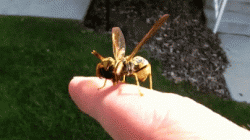 Mantis + wasp = mantid fly﻿ – Nope nope nope nope nope