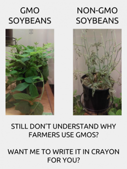 GMO = Sounds scary in acronym form, I will grant you. However upon closer reading it’s jus ...