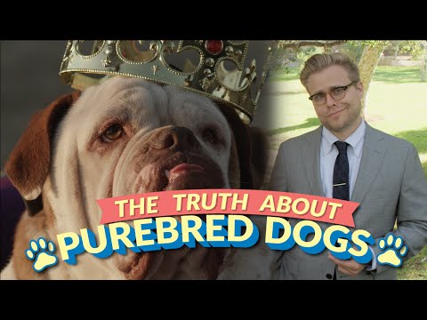 The Bizarre Truth About Purebred Dogs (and Why Mutts Are Better) – Adam Ruins Everything – YouTube