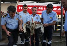 The stork tracked by Slovakian and Hungarian ornithologists killed in Turkey by hunters –  ...