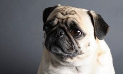 Vets ask prospective dog owners to avoid pugs and other flat-faced breeds | Life and style | The ...