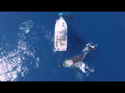 3 whales under a boat – YouTube