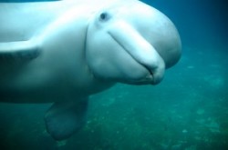 Why This Video Of A Beluga Whale ‘Playing’ With Children Is Actually Very Sad