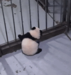 Smart Panda