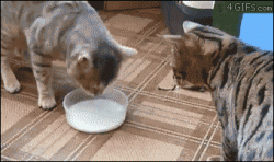 Cats!