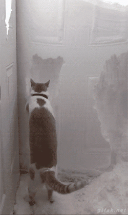 The cat door was here yesterday