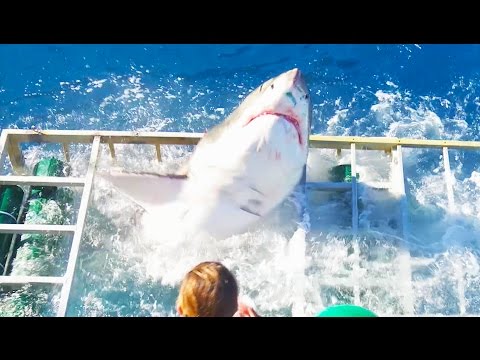 Great White Shark Cage Breach Accident – YouTube