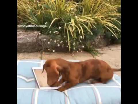 I can’t stop watching this dog playing an iPad game – YouTube