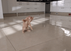 Got the moves like catter