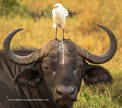 13 Of The Greatest Entries From The 2016 Comedy Wildlife Photography Awards