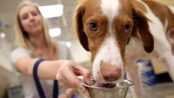 Premium pet food is really expensive—and not actually better for your pet — Quartz