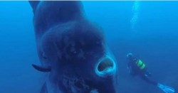Divers Swam Towards A Fish. Then They Realize That It Could Literally Inhale Them