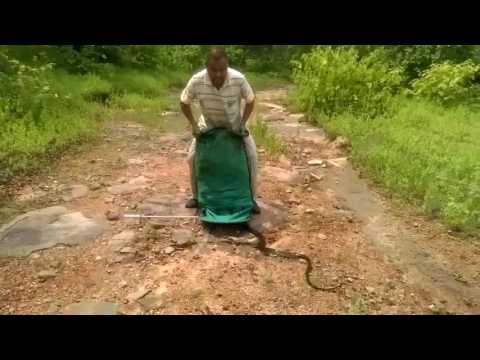 Snake man release snake 285 at a time…must watch – YouTube