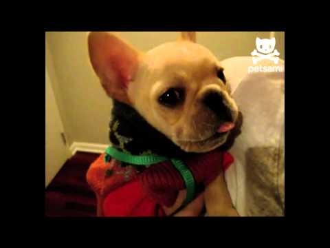 Talking dog says “I love you” – YouTube