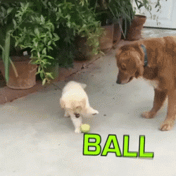 The attention span of a Golden Retriever puppy