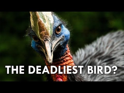 This Cassowary Can Kill You – YouTube
