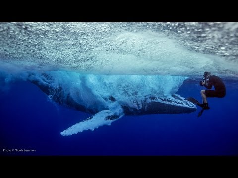 UNSEEN: Whale breach nearly misses swimmer – YouTube