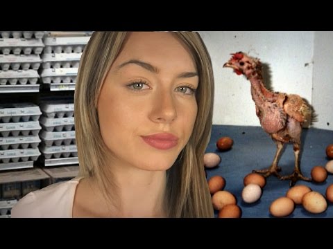 What’s Wrong With Eggs? The Truth About The Egg Industry – YouTube