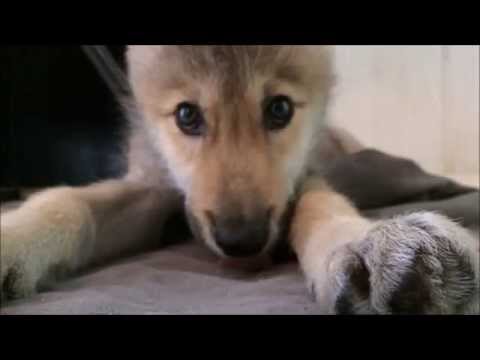Wolf Pup Hiccups! – YouTube