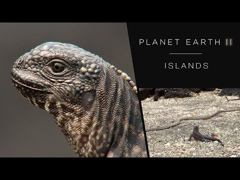 Iguana chased by snakes – Planet Earth II: Islands – BBC One – YouTube