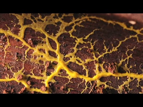 Lens of Time: Slime Lapse – YouTube
