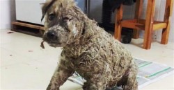 Puppy covered in mud and glue found at point of death in Istanbul – LOCAL