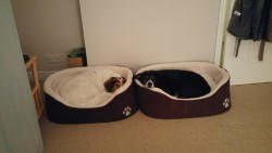 Happy puppies in their new cosy beds