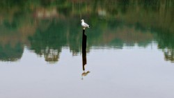 Seagull at the creek