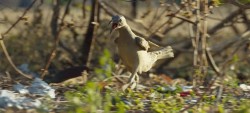 Fantastically Funny Video Replaces the Audio of Planet Earth II Footage with Human Screams