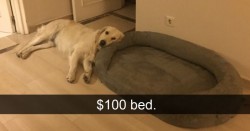15+ Hilarious Dog Snapchats That Are Impawsible Not To Laugh At | Bored Panda