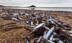 Hundreds of thousands of fish wash up on Cornish beach | UK news | The Guardian