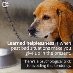 Learned Helplessness Makes You Give Up In The Face Of Adversity. Good News: It Can Be Fixed.