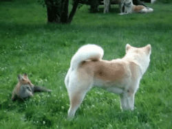 OMG IT FINALLY HAPPENED! THE QUICK BROWN FOX JUMPS OVER THE LAZY DOG.