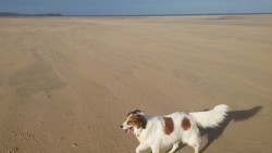 Boomer at Porth Kidney