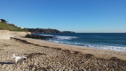 Boomer cant get enough of the beach, specially in the sunshine