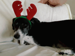 Reindeer Sam