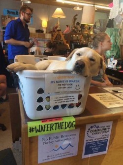 Lazy Wafer