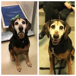 Before & After adoption, old girls 2nd chance
