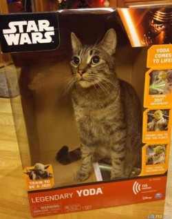 This is not the Yoda you’re looking for