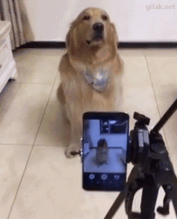 Say cheese